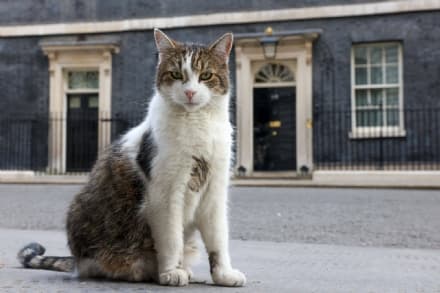 PET – Tanti auguri a Larry, il gatto di Downing Street