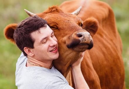 PET - La vacca da relax