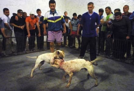 IVREA - Combattimenti tra cani: sequestrato un cucciolo