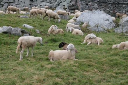 PONT - Il futuro degli alpeggi: se ne discute sabato con l'ente parco Gran Paradiso
