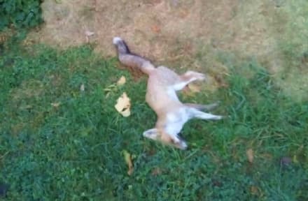 IVREA - C'è qualcuno che ammazza le volpi: allarme rosso in città