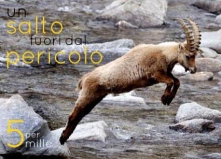 PARCO GRAN PARADISO - Il 5 per 1000 aiuta a salvare gli stambecchi