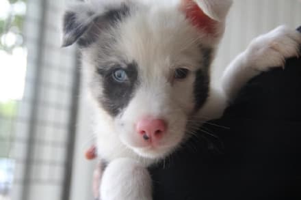 CALUSO - Epidemia di leptospirosi in fase di contenimento al canile