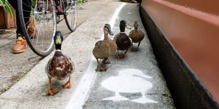 PET - Le «Duck Lane» inglesi