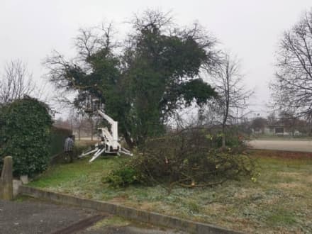 AGLIE' - Il taglio dell'albero di piazza Nassiriya fa discutere, il sindaco Succio: «Era pericoloso»