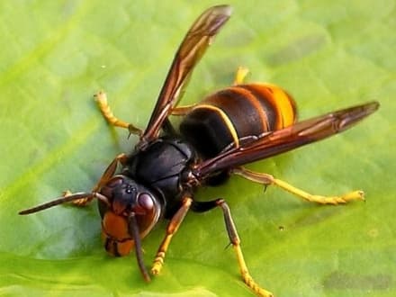 IVREA - Donna punta da un calabrone finisce in ospedale