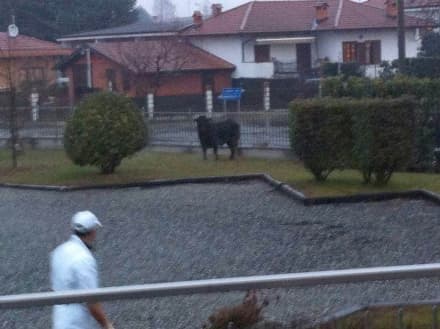 OZEGNA - Toro imbizzarrito semina il panico in paese