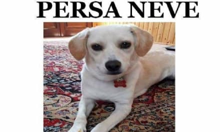 INCIDENTE STRADALE - La cagnolina si salva ma scompare: appello per ritrovare Neve