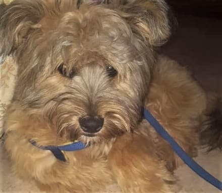 AGLIE' - Appello per ritrovare il piccolo Lucky (RITROVATO!)