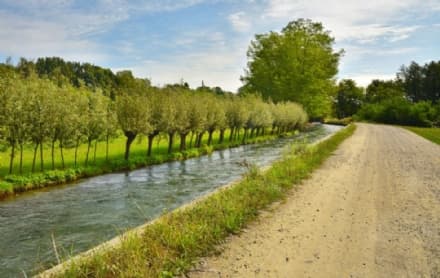 CANAVESE - Runner alle prese con i cani liberi: altre segnalazioni a Bairo, Castellamonte, Agliè