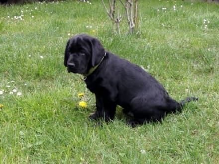 VALPERGA - Tagliano la recinzione e rubano il cucciolo di Labrador: caccia ai ladri di cani - FOTO