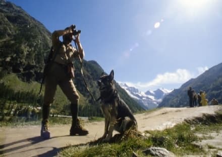 PARCO GRAN PARADISO - I cani dei guardaparco protagonisti a Geo