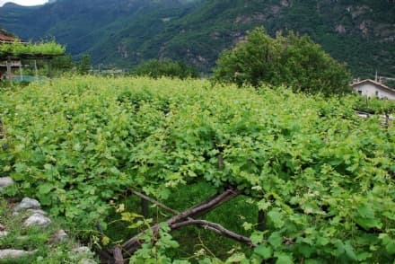 CAREMA - Anche in Canavese nasce la strada dei vigneti alpini