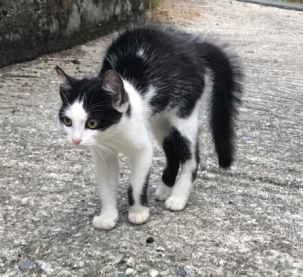 MONTANARO - Felinamente, seminario gratuito sul comportamento del gatto