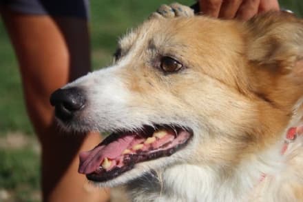 VOLPIANO-SAN BENIGNO - Appello per Lupo, cane in fuga da giorni