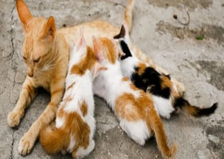 CANAVESE - Emergenza gattini: si cercano balie e stalli per aiutare i mici