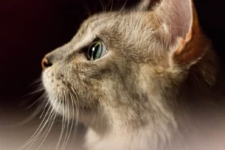 COVID - Gatto con variante inglese: «E' la conferma che non sono gli animali a trasmettere il coronavirus»