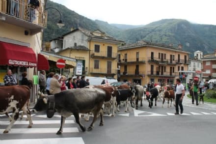 PONT CANAVESE - Dopo lo «stop» torna la festa della transumanza