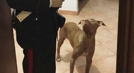STRAMBINO - Lascia il cane sul balcone per un giorno, ferito e senza cibo: padrona denunciata dai carabinieri