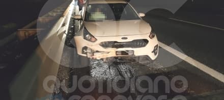 EMERGENZA CINGHIALI - Un altro incidente stradale in Canavese: Coldiretti torna a chiedere l'esercito