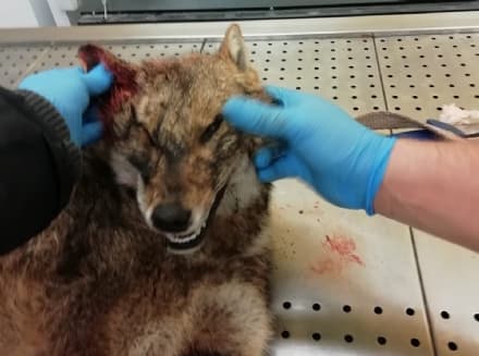 STRAMBINELLO - Trovato uno sciacallo dorato investito e ucciso sulla pedemontana