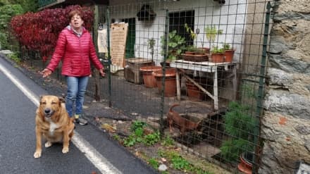 PONT - Ultimo appello per Grazia e i suoi 14 cani sfortunati