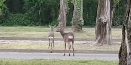 CANAVESE - Caprioli a Ivrea in via Jervis, stambecchi a Ceresole: così gli animali si riprendono le strade - VIDEO