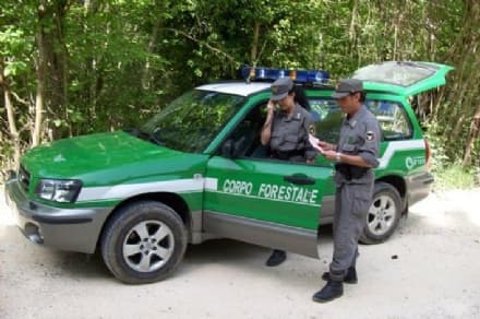 CHIAVERANO - Incendio devasta sei ettari di bosco: gli agenti della forestale denunciano l'Enel