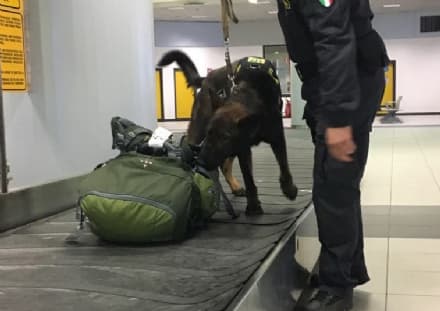 CASELLE - Un milione e mezzo di euro recuperato grazie al fiuto del pastore tedesco Escos