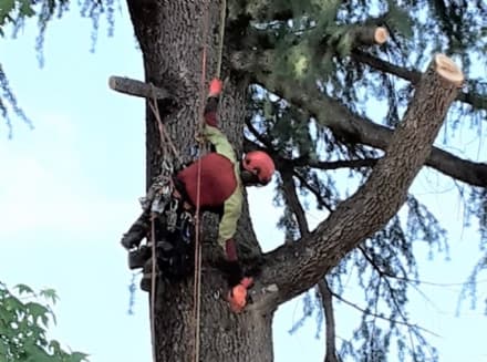 CIRIE' - Pericolo crollo, abbattuti due pini nel parco giochi di via Dante