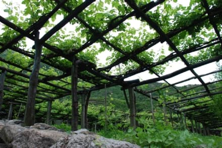 CAREMA - I vigneti di Canavese e Valle d'Aosta uniti per il turismo