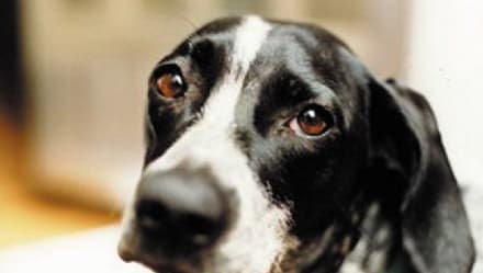 CANAVESE - Lascia il cane sotto il sole cocente: 1000 euro di multa