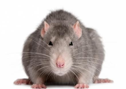 IVREA - Centro storico e isole ecologiche: derattizzazione in corso