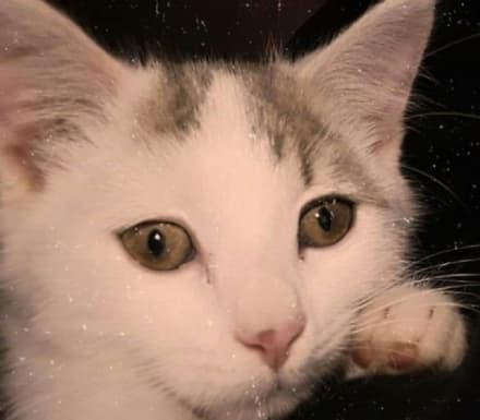 RIVAROLO - Appello per ritrovare la gatta Mesh scomparsa da via Salvo D'Acquisto