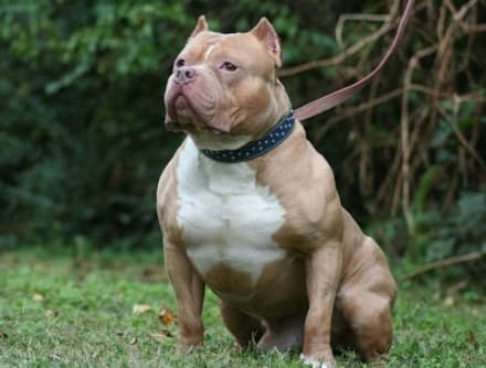 CASELLE - Pitbull morde chihuahua: panico al Prato Fiera