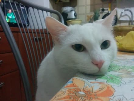 MAPPANO - Esistono animali vegetariani? Il micio curioso mangia anche l'insalata... - VIDEO