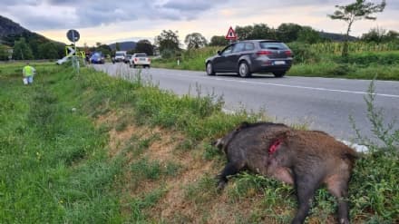 BORGOFRANCO D'IVREA - Rubano le carcasse di tre cinghiali investiti ma la carne è tossica: allarme per gli eventuali consumatori