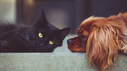 CANAVESE - Entro giugno gli ambulatori veterinari sociali anche per la nostra zona