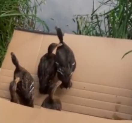 CHIVASSO - Liberate anatre selvatiche e germani reali in una derivazione del Po - VIDEO