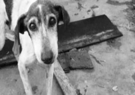 MAZZE' - Uccide il cane a martellate: condannato a quattro mesi di carcere