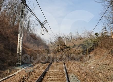 FERROVIA CHIVASSO-IVREA-AOSTA - Crolla un albero sui binari: circolazione sospesa tra Candia Canavese e Strambino