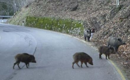 CASTELLAMONTE - Allarme cinghiali. Il sindaco: «Abbatteteli»