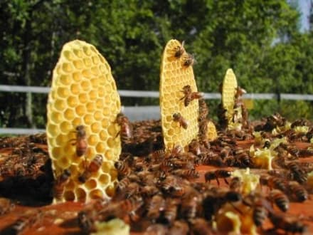 RIVAROLO - In azione ladri golosi di miele: sparite 15 mila api