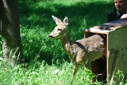 CANAVESE - Salvati un anno fa, sono stati liberati oggi quattro caprioli sulle sponde del lago Pistono - FOTO