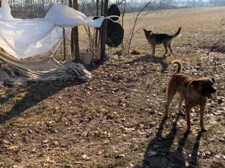 CALUSO - Tiene i cani in aperta campagna al freddo e con la catena troppo corta: padrone multato