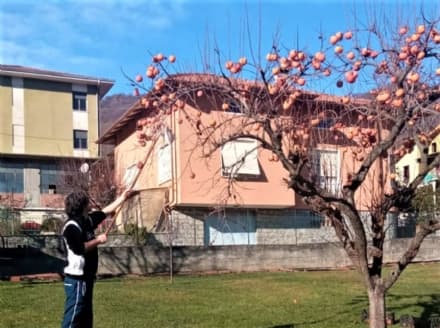 LESSOLO - Luca Nardi raccoglie i cachi e li distribuisce gratis in paese