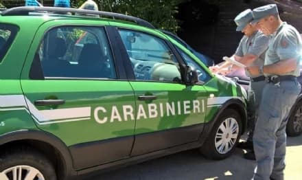 CASTELLAMONTE - Reati ambientali in un agriturismo: otto persone denunciate dai carabinieri forestali