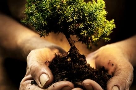 CANAVESE - Contro l'emergenza clima si piantano nuovi alberi