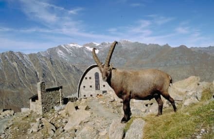 CANAVESE - E' ufficialmente in vigore il Piano del Parco Nazionale Gran Paradiso