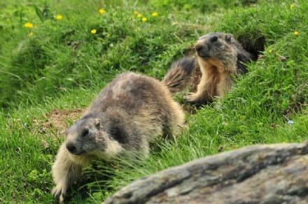 GRAN PARADISO - Le marmotte del Parco ringraziano: oltre 90mila euro dal 5x1000 per la ricerca